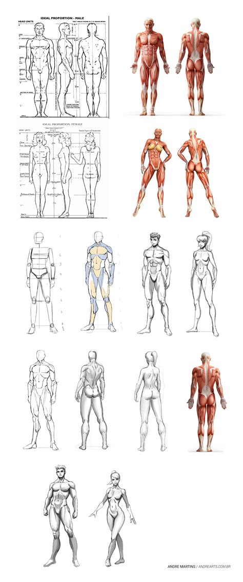 Anatomy Study Stylized Estudo De Anatomia Estilizado Anatomy