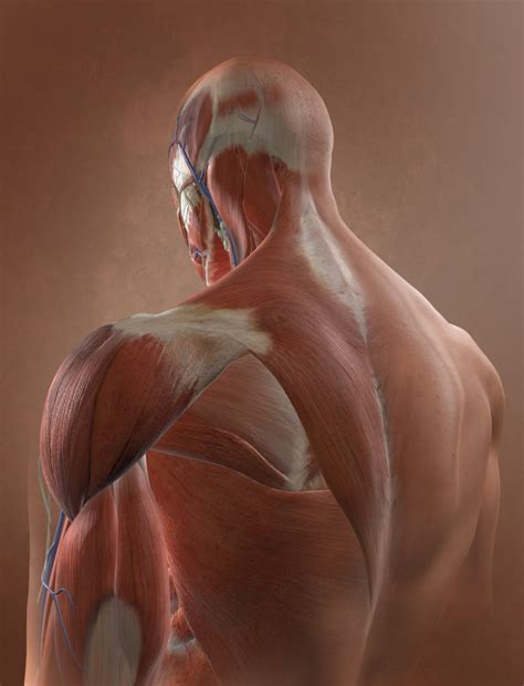 muscles akyu
