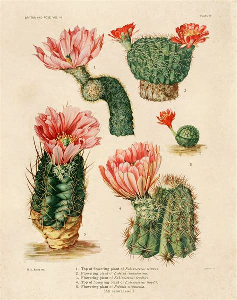 How to draw a cactus. Mark Montano: Images for Cactus Lanterns