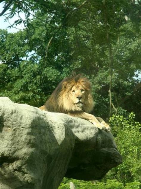 21 Year Old Franklin Park Zoo Lion Euthanized Cbs Boston