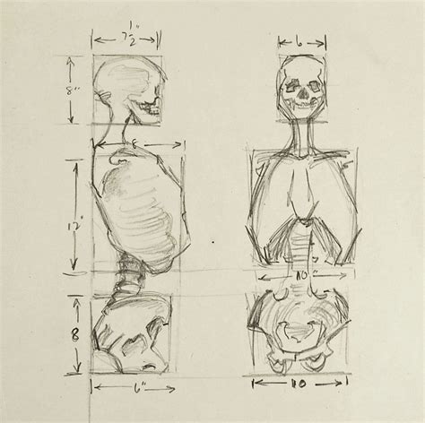 Anatomy Skeleton Study Drawing Art Reference Sketch Book Anatomy Art