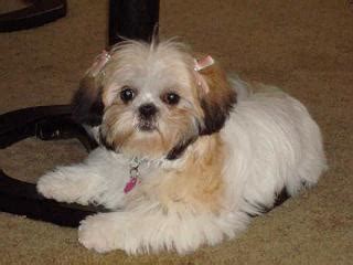 Shih tzus are true companion dogs. Little Dogs 4 Ever: Shih Tzu dog of the month: Hair cuts!