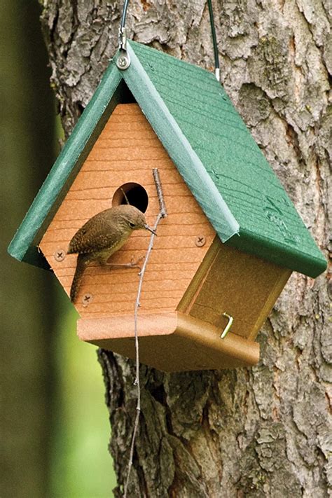 Two Best Wren Houses Your Backyard Bird Feeding