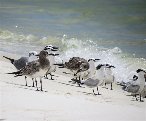 The Many Terns Of Gulf Islands National Seashore 10000 Birds