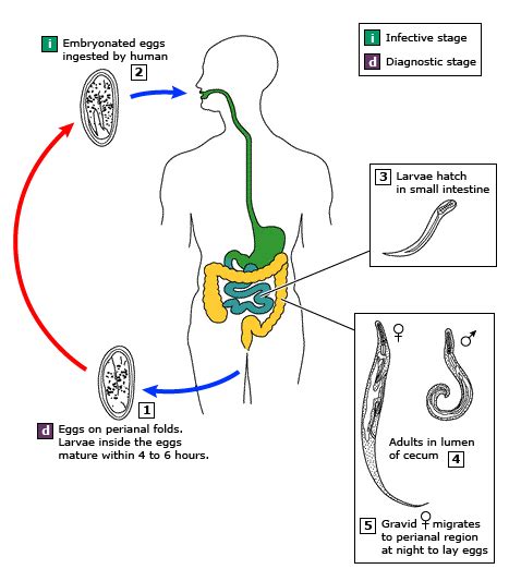 Enterobius Vermicularis Life Cycle