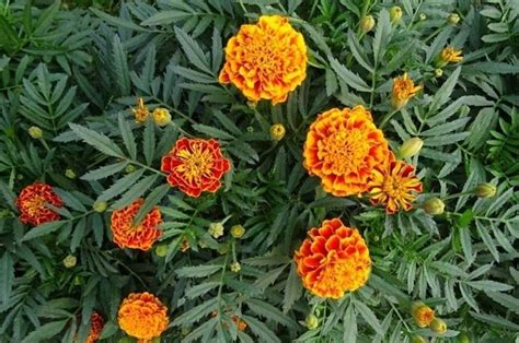 Le 10 migliori piante resistenti al freddo e al sole: Top 10 piante da balcone soleggiato - Piante da Giardino ...