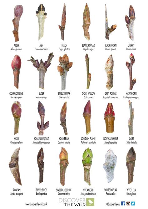 A Handy Guide To Identifying Trees From Their Buds Identifying Trees
