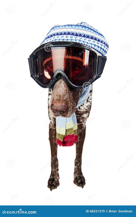 Dog With Ski Mask Stock Photography 35669642