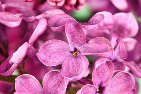 Macro Image Of Spring Lilac Violet Flowers Abstract Floral Background