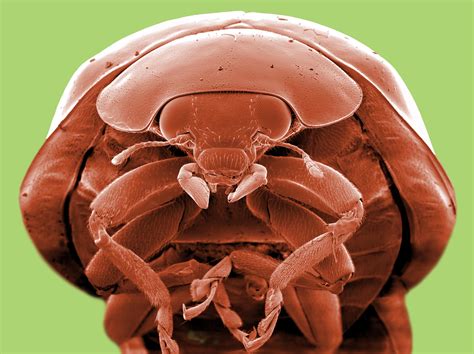 Mind Blowing Pictures Of Creepy Crawlies Under Electron Microscope Are Like Nothing You Ve Seen