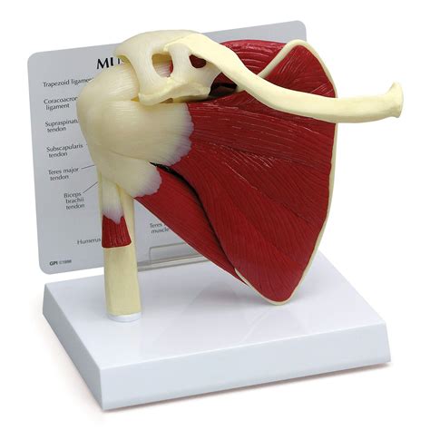Buy Muscled Shoulder Model Right Shoulder Joint With Muscles Model For