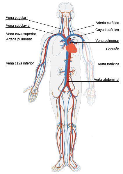 Sistema Circulatorio Para Niños Imagui Corazón Humano