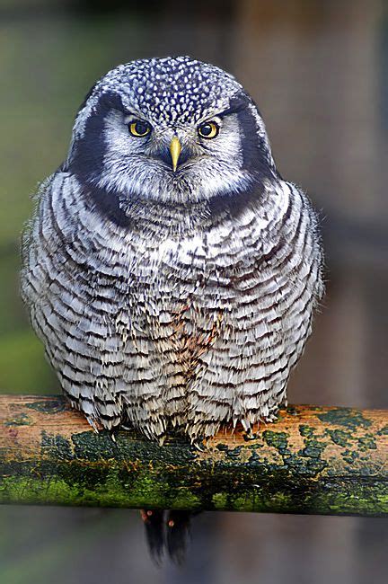 Northern Hawk Owl Owl Photography Nature
