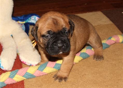 Dad is 220 and very tall. FD Farms Bullmastiff Puppies for sale in Ohio