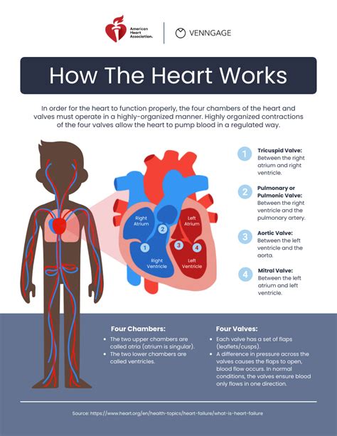 Heart Infographic Venngage
