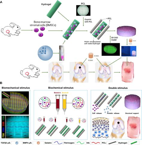 3 D Bioprinting Constructs For Cartilage Regeneration