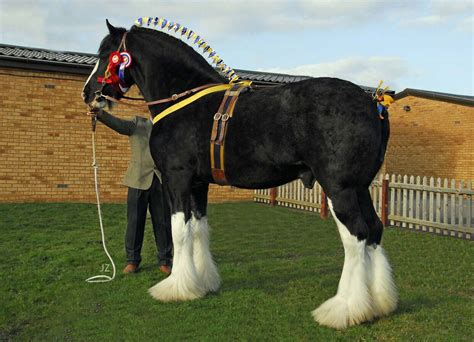 Clydesdale Horses Quarterly Journal For Clydesdale Shire Horse