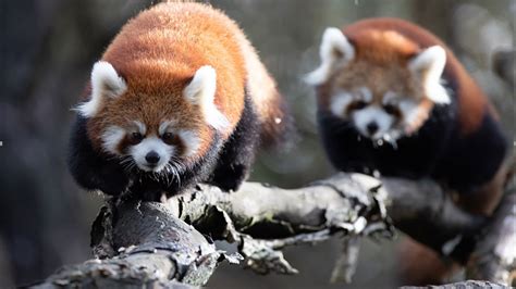 Red Pandas Recaptured After Escaping From Woodland Park Zoo Komo