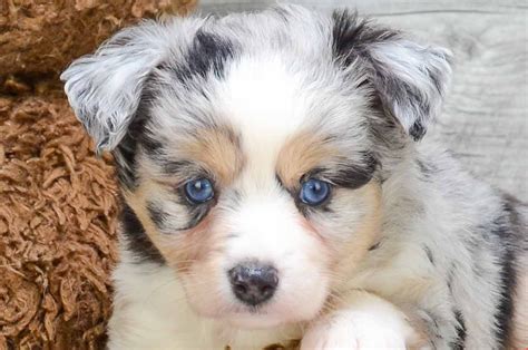 Find a australian shepherd puppy from reputable breeders near you in ohio. Australian Shepherd Puppies For Sale - petfinder
