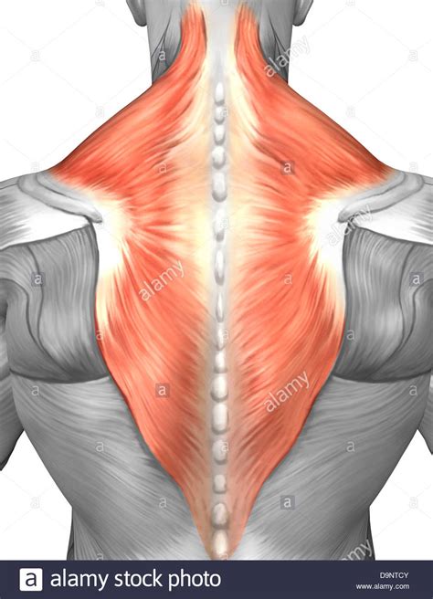 The shoulder is a very. Muscles of the back and neck (splenius capitis muscle ...