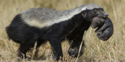 Honey Badger A Complete Guide To The African Honey Badger
