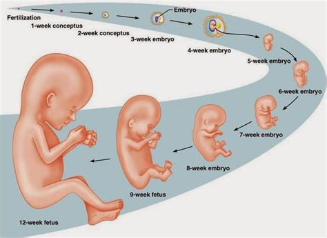 Fertilization Process Pregnancy And The Stages Of Embryonic Development Science Online