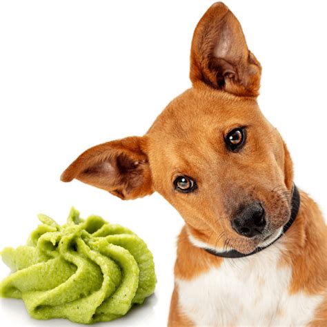 Can Dogs Eat Wasabi Is Wasabi Safe For Dogs Rested Paws