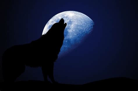 Why Do Wolves Howl At The Moon