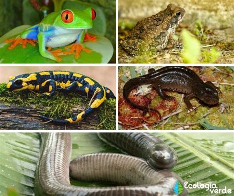 Bosques Tropicales Caracter Sticas Flora Y Fauna Resumen The