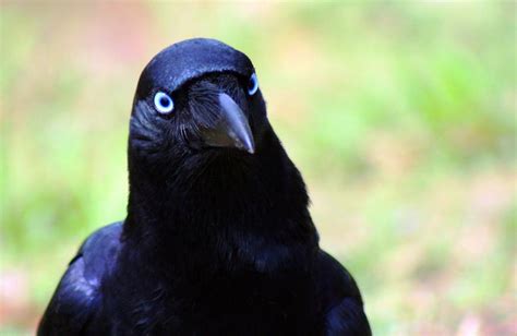 How Smart Are Crows The Answer May Shock You The Science Explorer