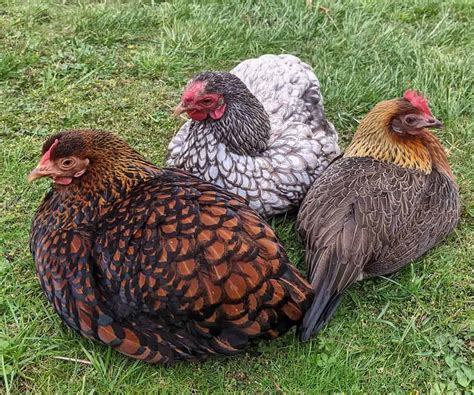 Top 8 Friendliest Chicken Breeds Best Pet Chickens With Pictures