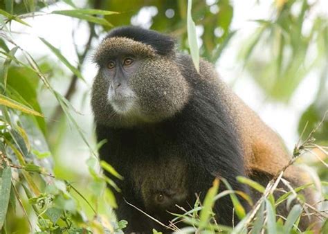 Golden Monkey Tracking, Rwanda | Audley Travel