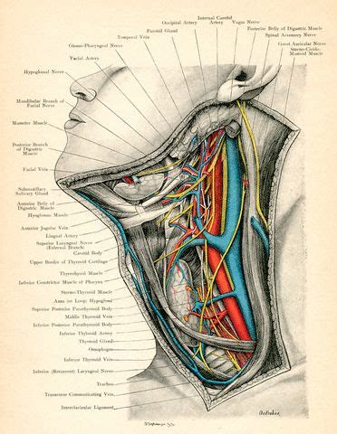 Veins accompany the arteries in the root of the neck. Arteries in the Neck | Occupational Therapy | Pinterest