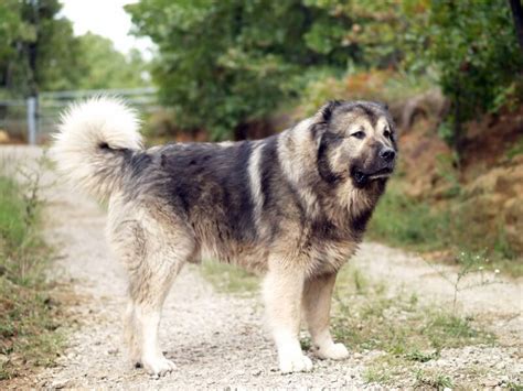 Russian Bear Dog Caucasian Shepherd Appearances And Hd Pictures