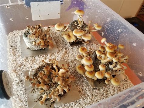 How To Grow Magic Mushrooms In Canada The Fun Guys