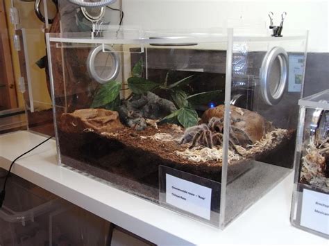 If only one has been donated, the respective bug will stare down the player instead. DIY enclosures | Reptile room, Pet tarantula