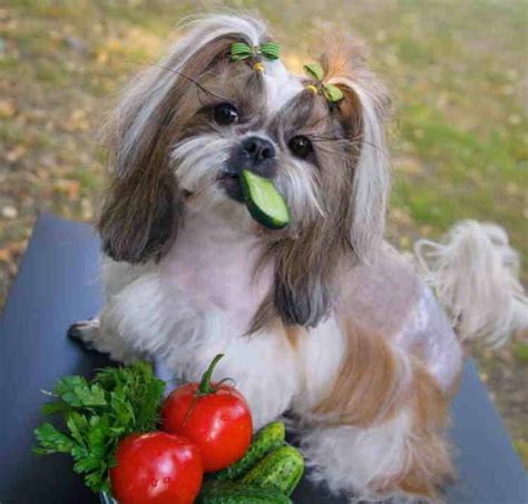 Can Shih Tzu Eat Fruits And Vegetables
