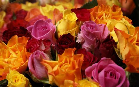 Red Yellow Pink Roses Wallpaper 2560x1600 31577