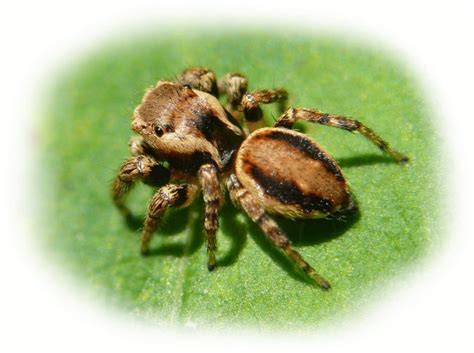 See what people are saying and join the conversation. Braune Springspinne im Tierporträt - Tierlexikon ...