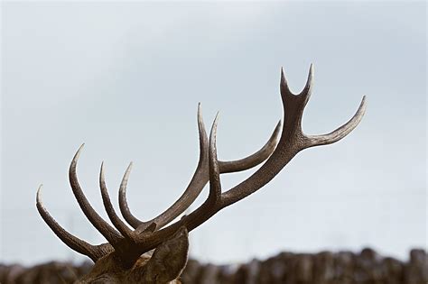 Types Of Deer Antlers