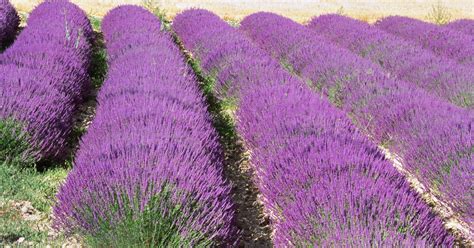 They can tolerate partial shade but flower best in full sun. Lavender Plants for Part Shade | eHow UK