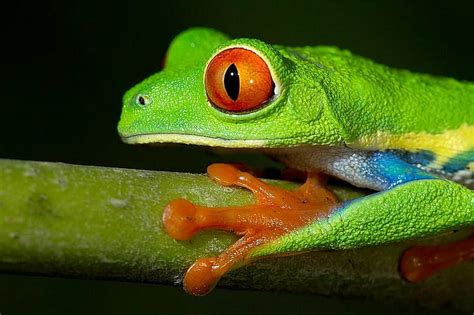 Hd Wallpaper Frogs Red Eyed Tree Frog Wallpaper Flare