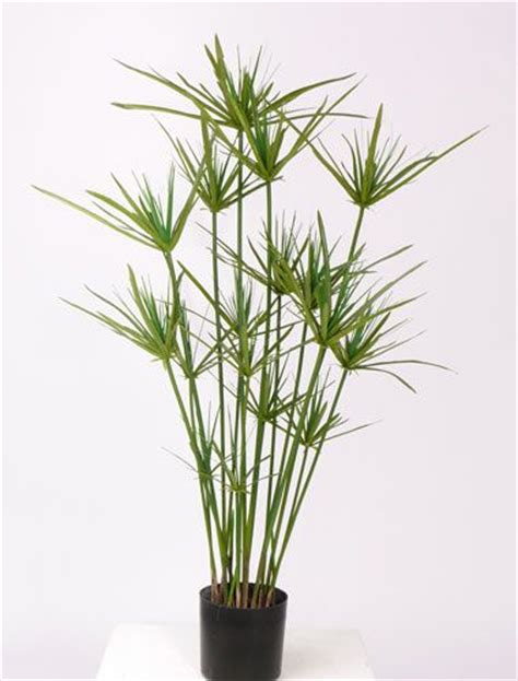 Diese grasartige pflanze hat einen buschigen wuchs und wird (je nach ausführung) unterschiedlich hoch von 35 zentimeter bis maximal. Die Papyrus-Pflanze stammt aus Zentralafrika. Auch bekannt ...