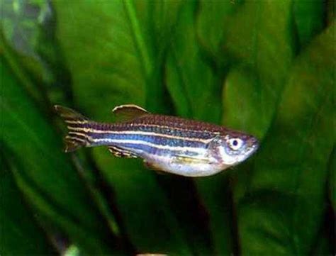 Zebra danios are ideal for beginners as they are prolific breeders, and interestingly, mated pairs remain together for life and rarely spawn with others, even if a mate dies. How Can You Tell If Your Zebra Danio Has Eggs? | My ...