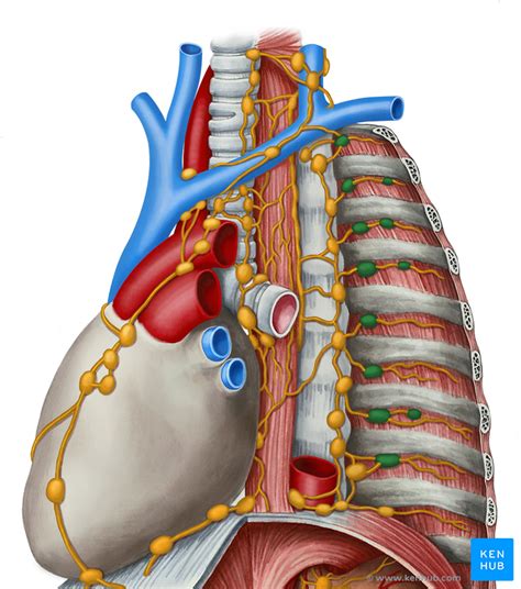 Diaphragm Lymph Nodes