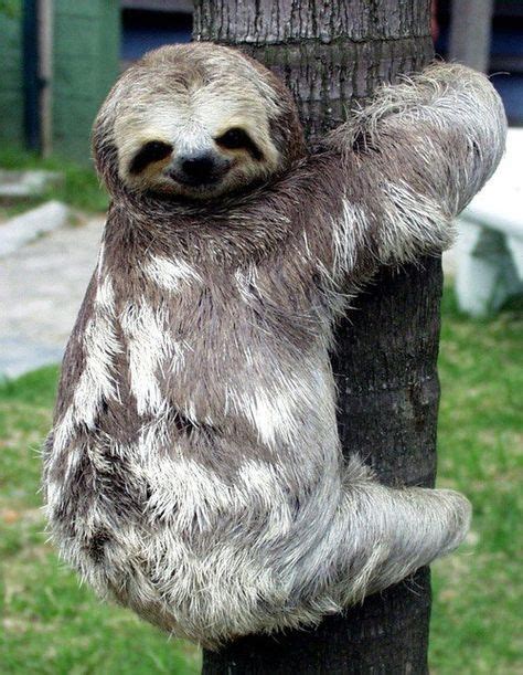 I Hug Dis Treeyea Dats A Nice Hug Sloth Cute Sloth Pictures
