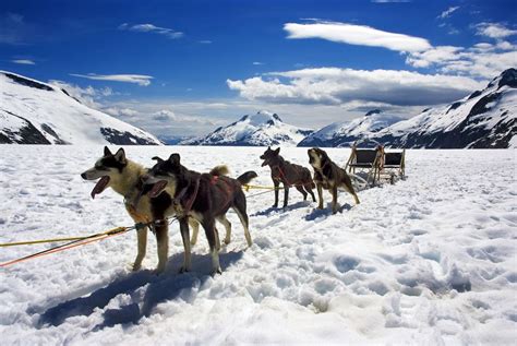 Go Dog Sledding Tour In Juneau Alaska While Youre At Port Dog