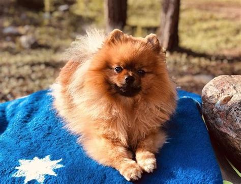 In our dog names generator, either you fill all options or none of them. The Top 140 Dog Names that Start with "A" - Males and ...