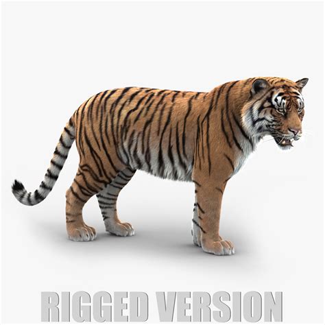 Tiger simulator 3d is another fantastic simulation game brought to you by cybergoldfinch. Buy TIGER (FUR) (RIGGED) 3D Models Online | Massimo Righi