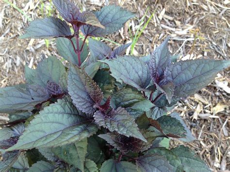 Eupatorium Rugosum Chocolate Snakeroot Myriad Botanical Gardens